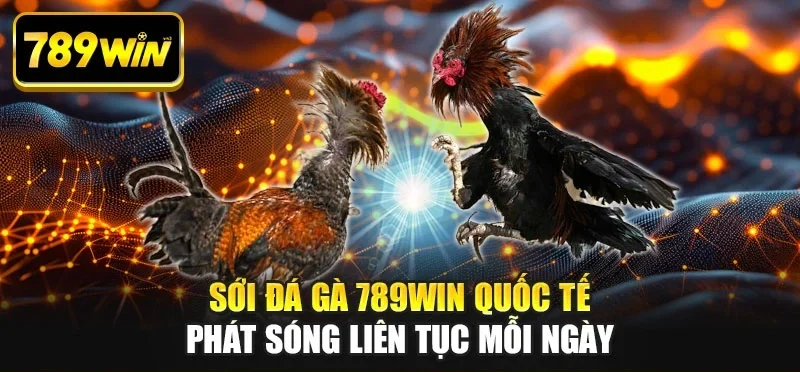 Sới đá gà 789WIN quốc tế phát sóng liên tục mỗi ngày Sới đá gà 789WIN quốc tế phát sóng liên tục mỗi ngày